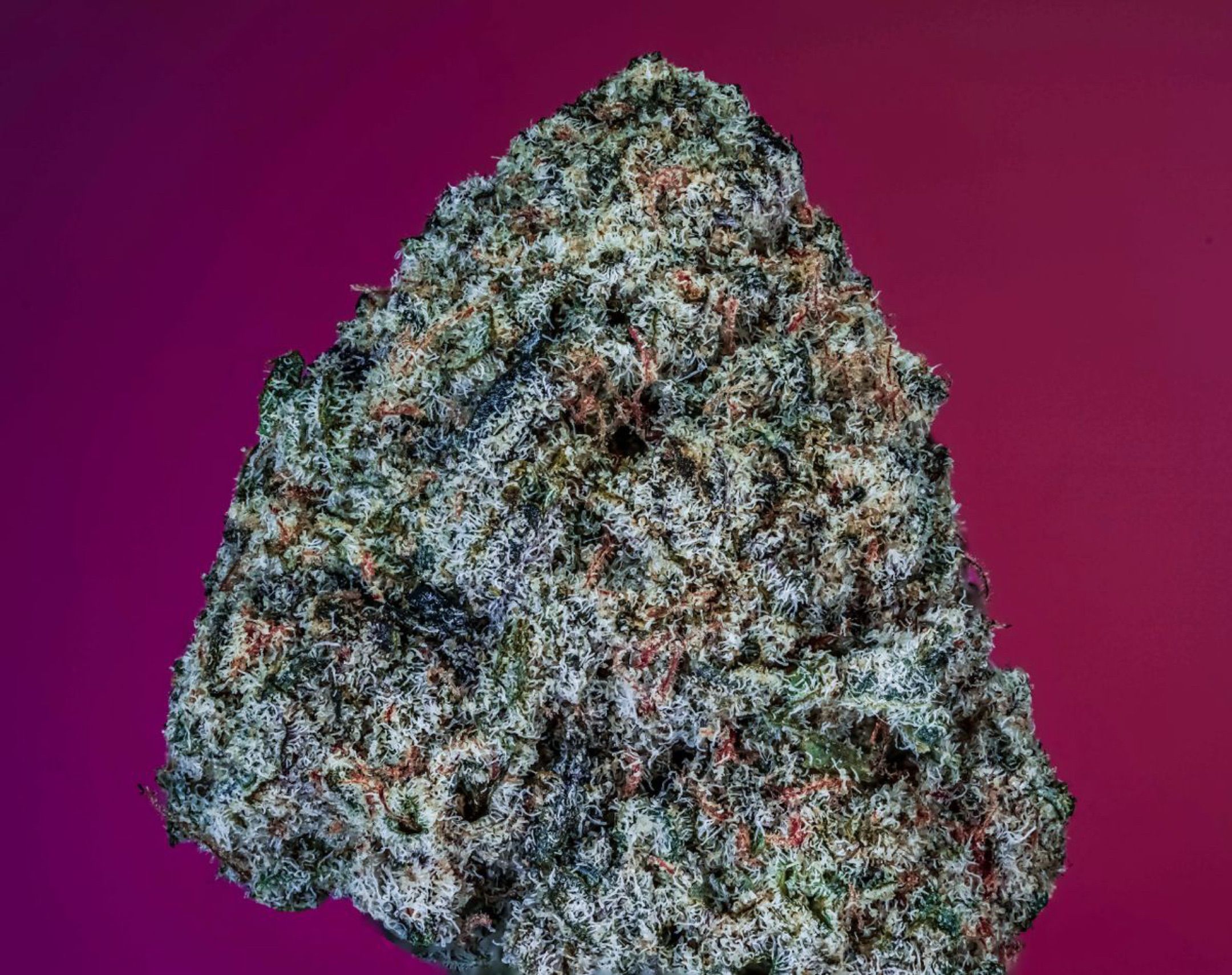 Nova Cain (3n S1) Solo Cup Challenge 06/21/25 growlog header