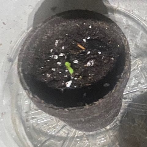 Ingrid growlog timeline photo