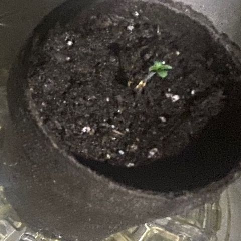 Ingrid growlog timeline photo