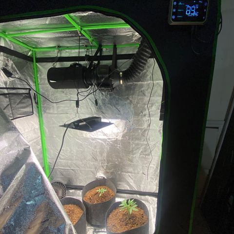Ingrid growlog photo: Added grow 4*2 grow tent