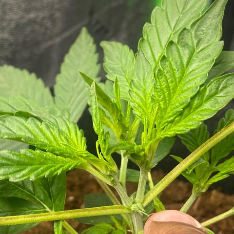 Ingrid growlog photo: Top was successful. Was scared because I thought I snipped to low. As you can see there is no stem in between. Growers be patient. This 4 days after topping