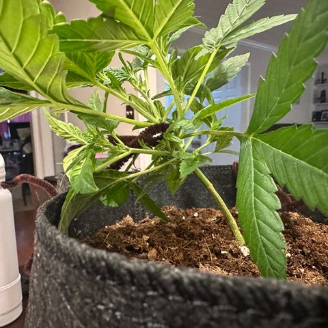 Ingrid growlog photo: Low stress training