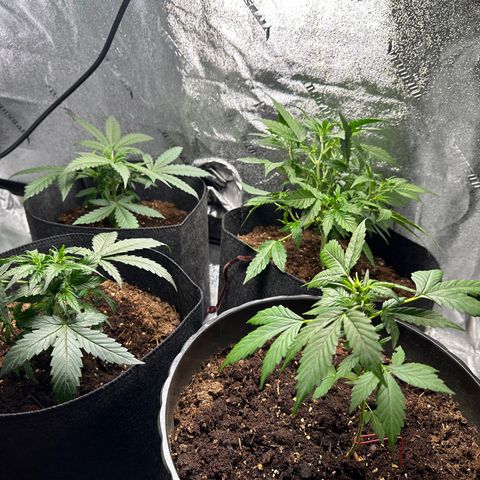 Ingrid growlog photo: Gorilla glue auto in the front right. The rest is Ingrid strain 