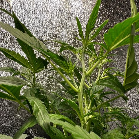 Ingrid growlog timeline photo
