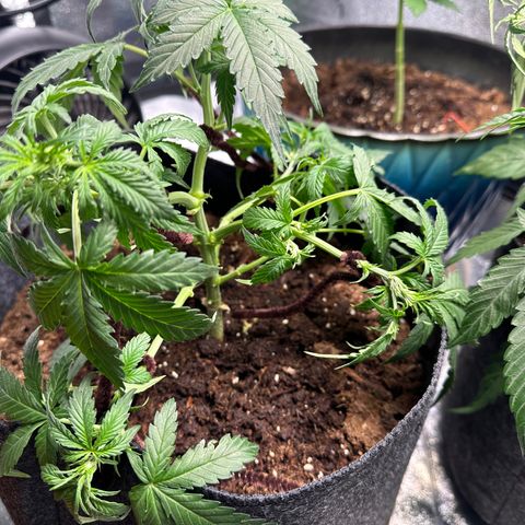 Ingrid growlog photo: Low stress trained