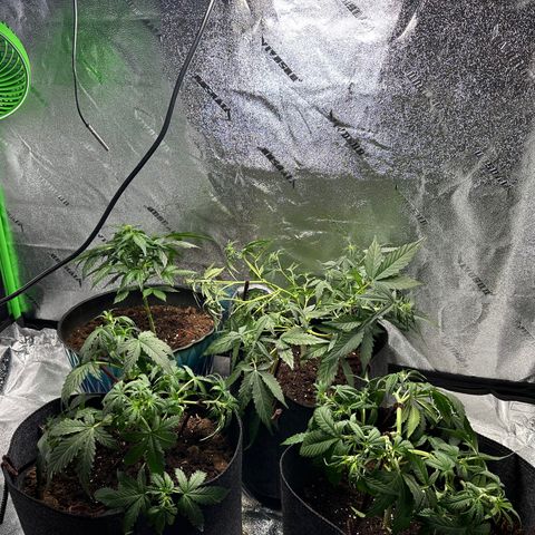 Ingrid growlog photo: Low stress trained