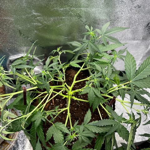Ingrid growlog photo: Low stress trained