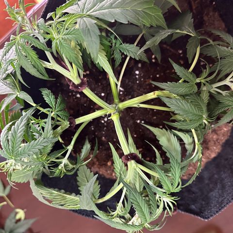 Ingrid growlog photo: Low stress trained