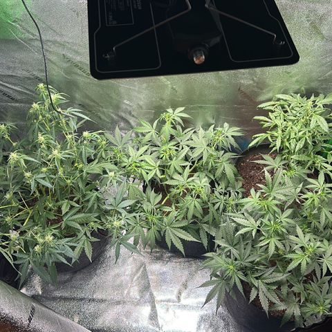Ingrid growlog photo: Gg auto on left thought it was Ingrid strain so it’s been flower for the last two weeks as you can see. 