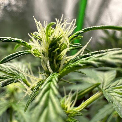 Ingrid growlog photo: GG auto