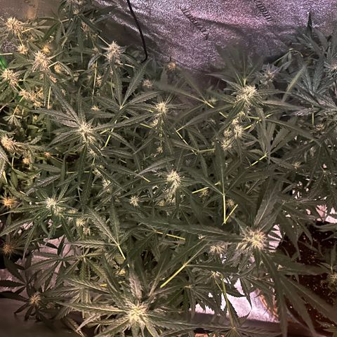 Ingrid growlog timeline photo
