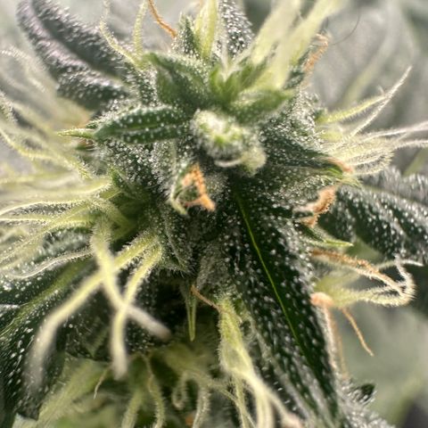 Ingrid growlog timeline photo