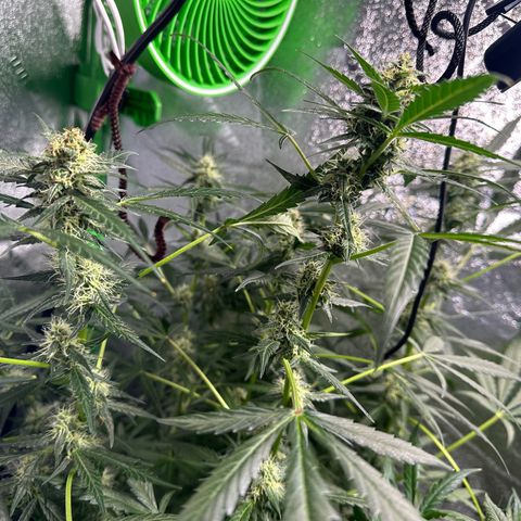 Ingrid growlog timeline photo