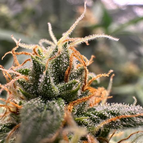 Ingrid growlog timeline photo