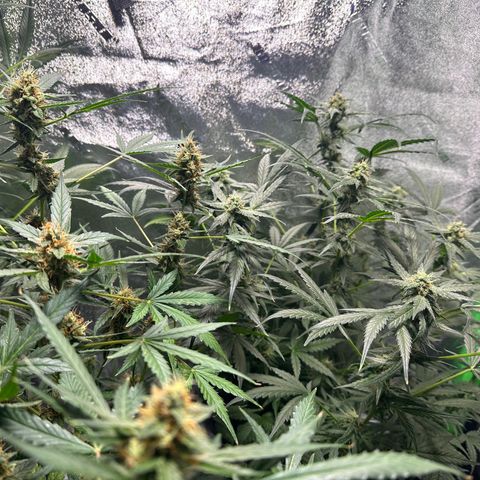Ingrid growlog timeline photo