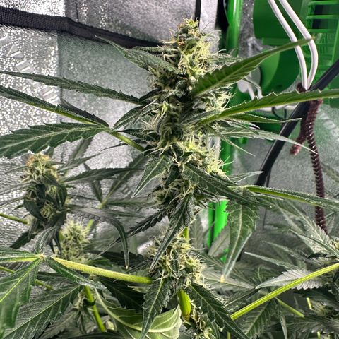 Ingrid growlog timeline photo