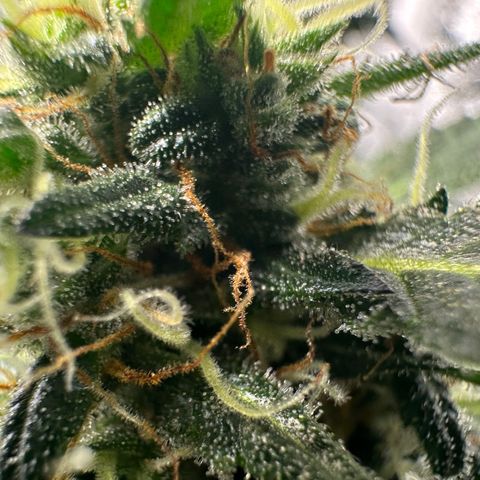 Ingrid growlog timeline photo