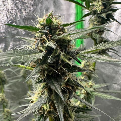 Ingrid growlog timeline photo