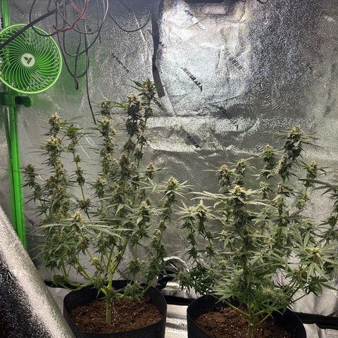 Ingrid growlog timeline photo