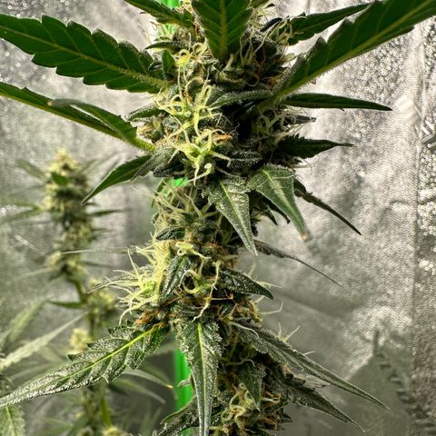Ingrid growlog timeline photo