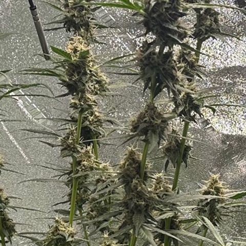 Ingrid growlog timeline photo