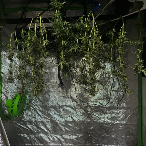 Ingrid growlog timeline photo
