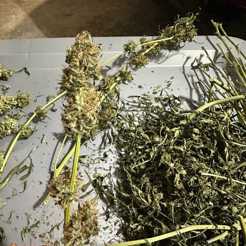 Ingrid growlog timeline photo