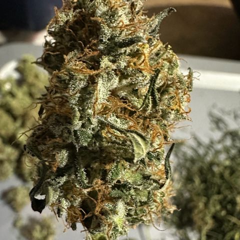 Ingrid growlog timeline photo
