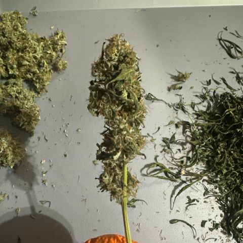 Ingrid growlog timeline photo