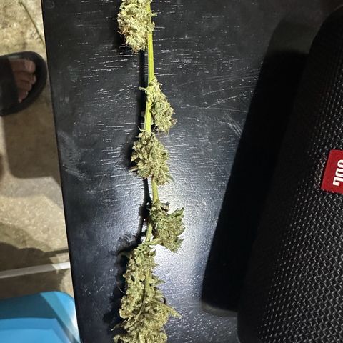 Ingrid growlog timeline photo