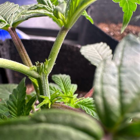 Black African Magic  growlog photo: Topped 