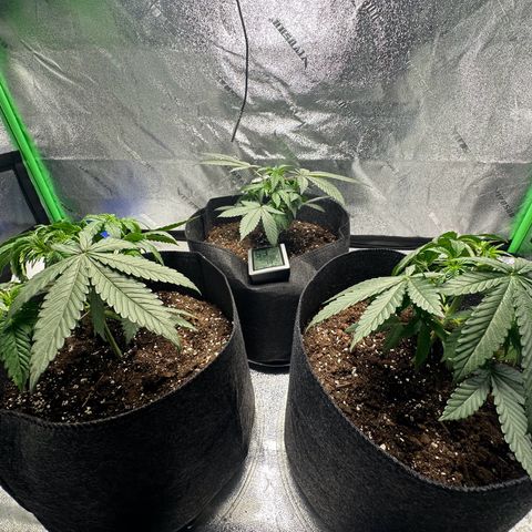 Black African Magic  growlog timeline photo