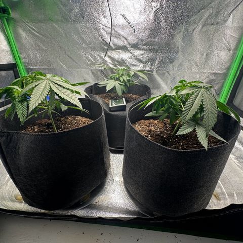 Black African Magic  growlog timeline photo