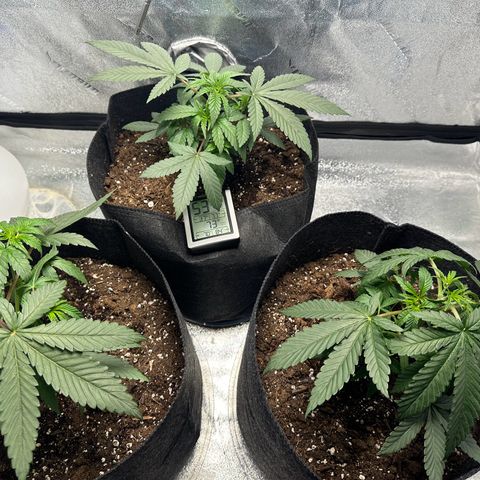 Black African Magic  growlog timeline photo
