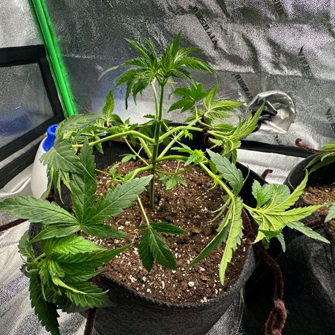 Black African Magic  growlog timeline photo