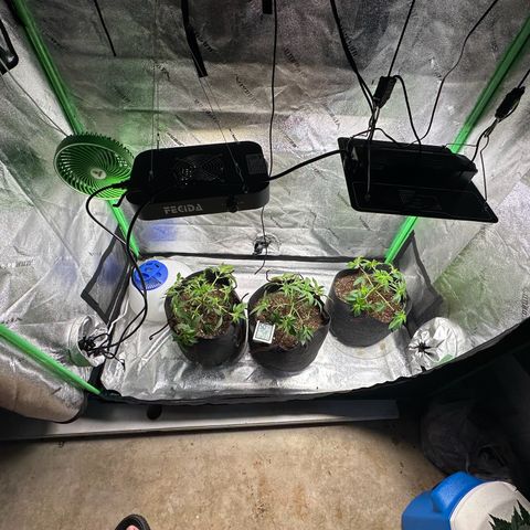 Black African Magic  growlog timeline photo