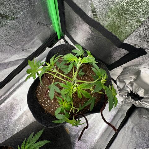 Black African Magic  growlog timeline photo