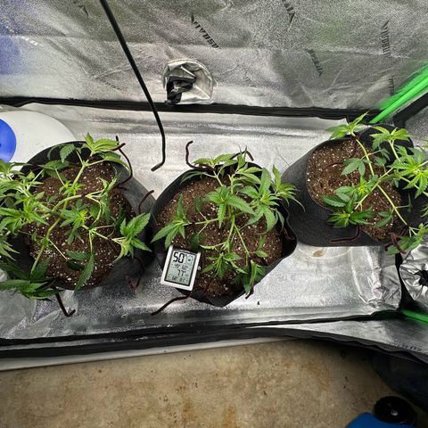 Black African Magic  growlog timeline photo