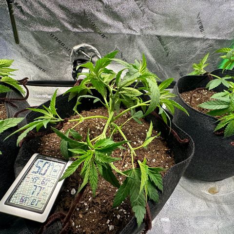 Black African Magic  growlog timeline photo