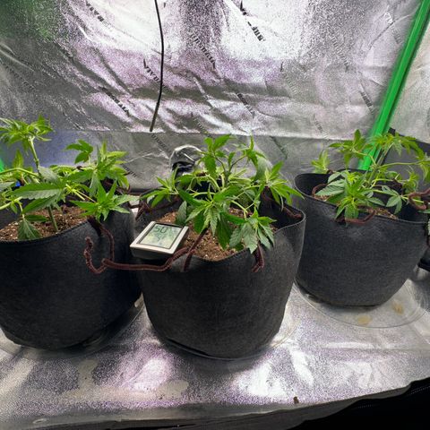 Black African Magic  growlog timeline photo