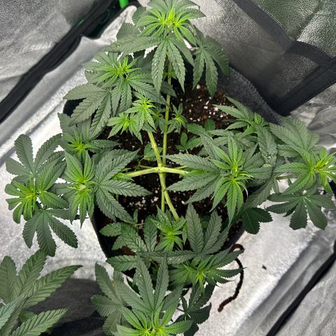 Black African Magic  growlog timeline photo