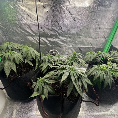 Black African Magic  growlog timeline photo