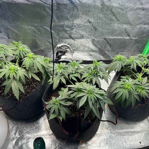 Black African Magic  growlog timeline photo