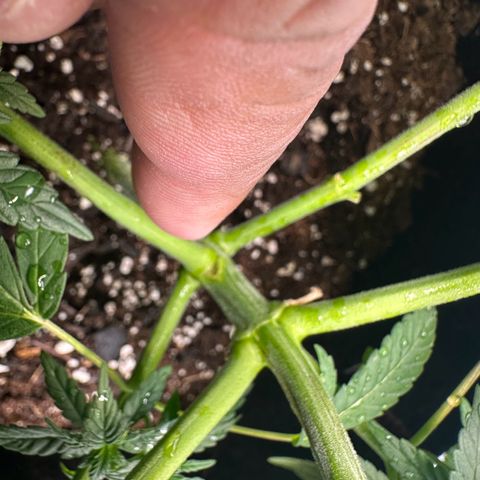 Black African Magic  growlog timeline photo