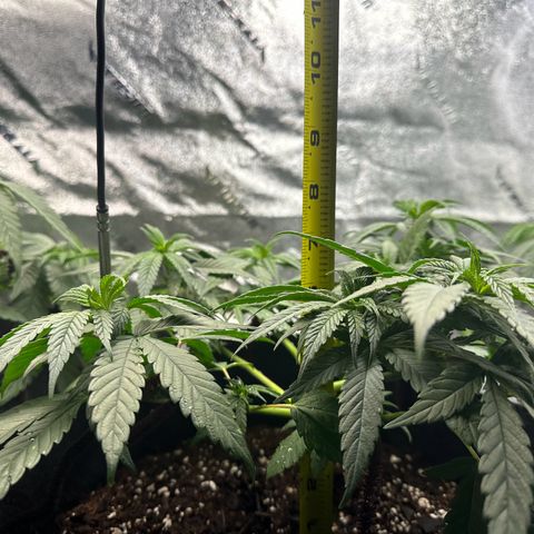 Black African Magic  growlog timeline photo