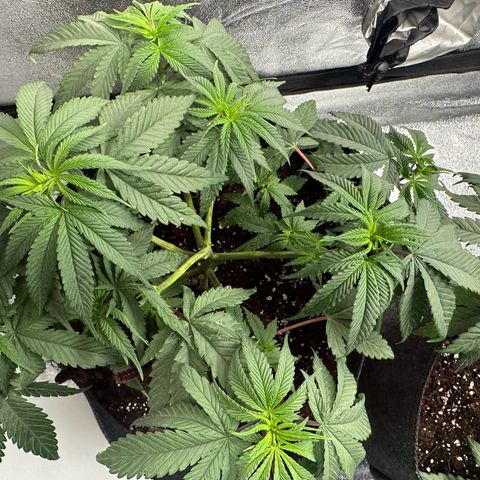 Black African Magic  growlog timeline photo