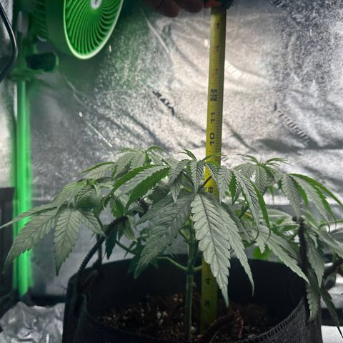 Black African Magic  growlog timeline photo