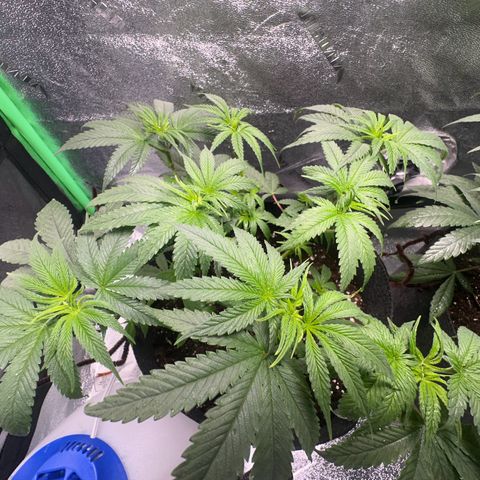 Black African Magic  growlog timeline photo
