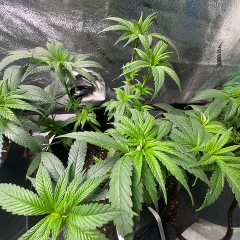 Black African Magic  growlog timeline photo