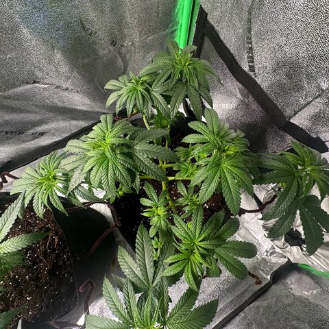 Black African Magic  growlog timeline photo